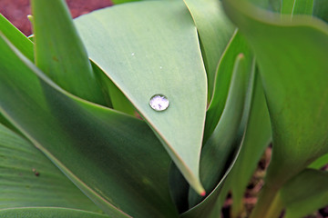 Image showing white drop on green sheet