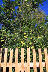 Image showing aple tree near new fence