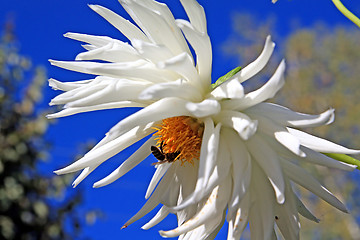 Image showing  dahlia on background blue sky