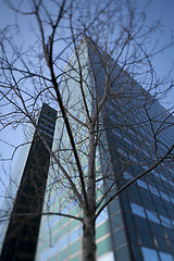 Image showing Leafless tree with office buildings