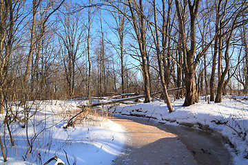 Image showing oak wood on river coast