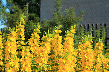Image showing yellow flowerses in rural garden