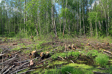 Image showing chopping wood 