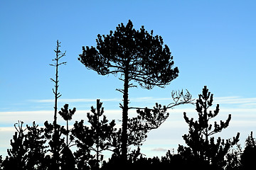 Image showing dry aging pine on blue background