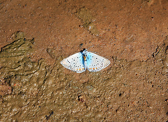 Image showing blue dead butterfly in brown dirt