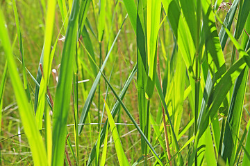 Image showing green herb on summer field