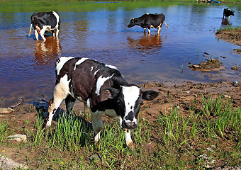 Image showing small calf on river coast