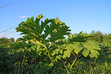 Image showing green sheet hogweed on celestial background