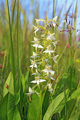 Image showing white flower on green field