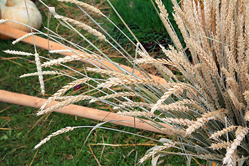 Image showing wheat