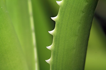 Image showing aloe sheet