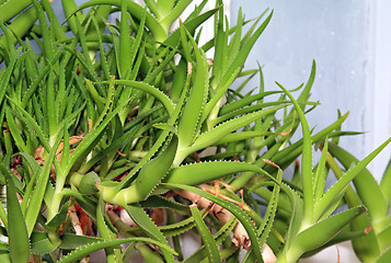 Image showing green aloe on winter window