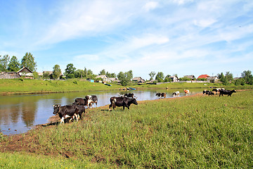 Image showing herd cow on river coast