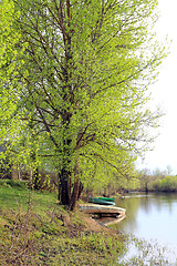 Image showing aging boat near big tree