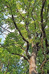 Image showing green branch of the oak 