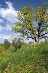 Image showing big oak on green summer field