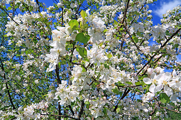 Image showing flowerses to aple trees 