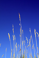 Image showing field herb on celestial background 