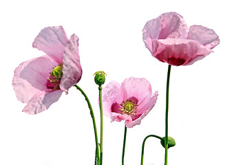 Image showing poppy flowerses on white background