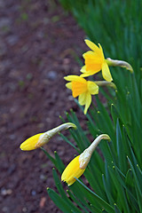 Image showing young narcissuses