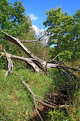 Image showing tumbled tree in green wood