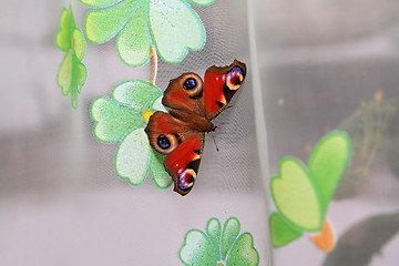 Image showing butterfly on curtain on window