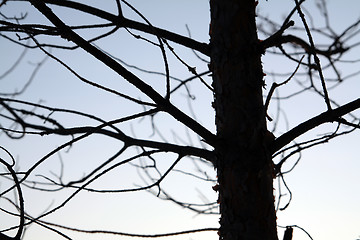 Image showing dry aging pine on blue background