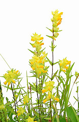 Image showing yellow flowerses on white background