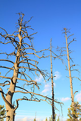 Image showing dry aging pine on blue background