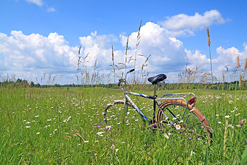 Image showing old bicycle amongst green herb