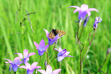 Image showing butterfly on flower amongst green herb