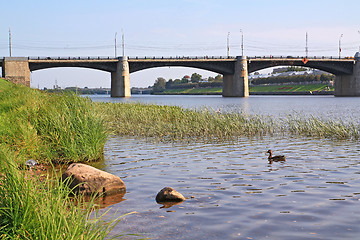 Image showing river duck near town bridge