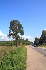 Image showing green pine near rural road