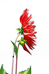 Image showing red dahlia on white background