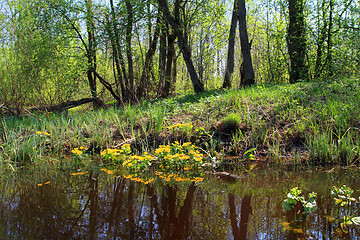 Image showing yellow flowerses in deep marsh