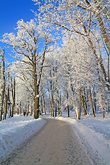 Image showing snow lane in winter park