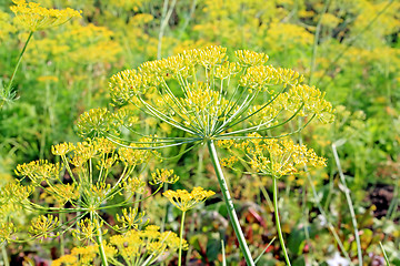 Image showing ripe dill on yellow background