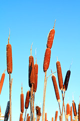 Image showing marsh bulrush on celestial background