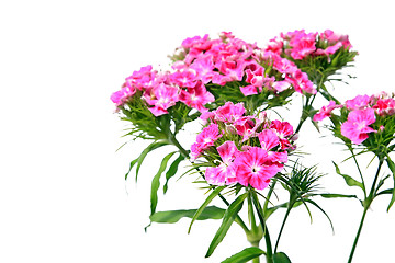 Image showing red flowerses on white background