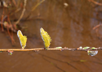 Image showing wood buds on brown water