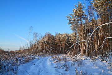 Image showing aging rural road in pine wood 