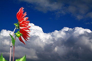 Image showing red dahlia on sky background