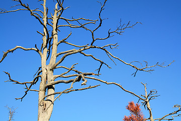 Image showing dry aging pine on blue background