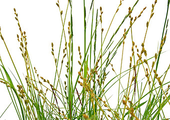 Image showing green herb on white background