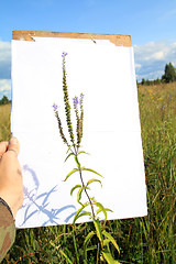 Image showing photograph of a flower on a white background