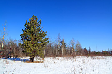 Image showing green pine on snow field