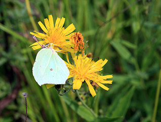 Image showing yellow butterfly on yellow flower