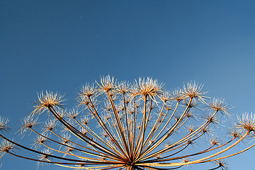 Image showing hogweed 