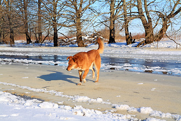 Image showing redhead dog on river ice