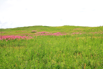 Image showing lilac flowerses on green field
